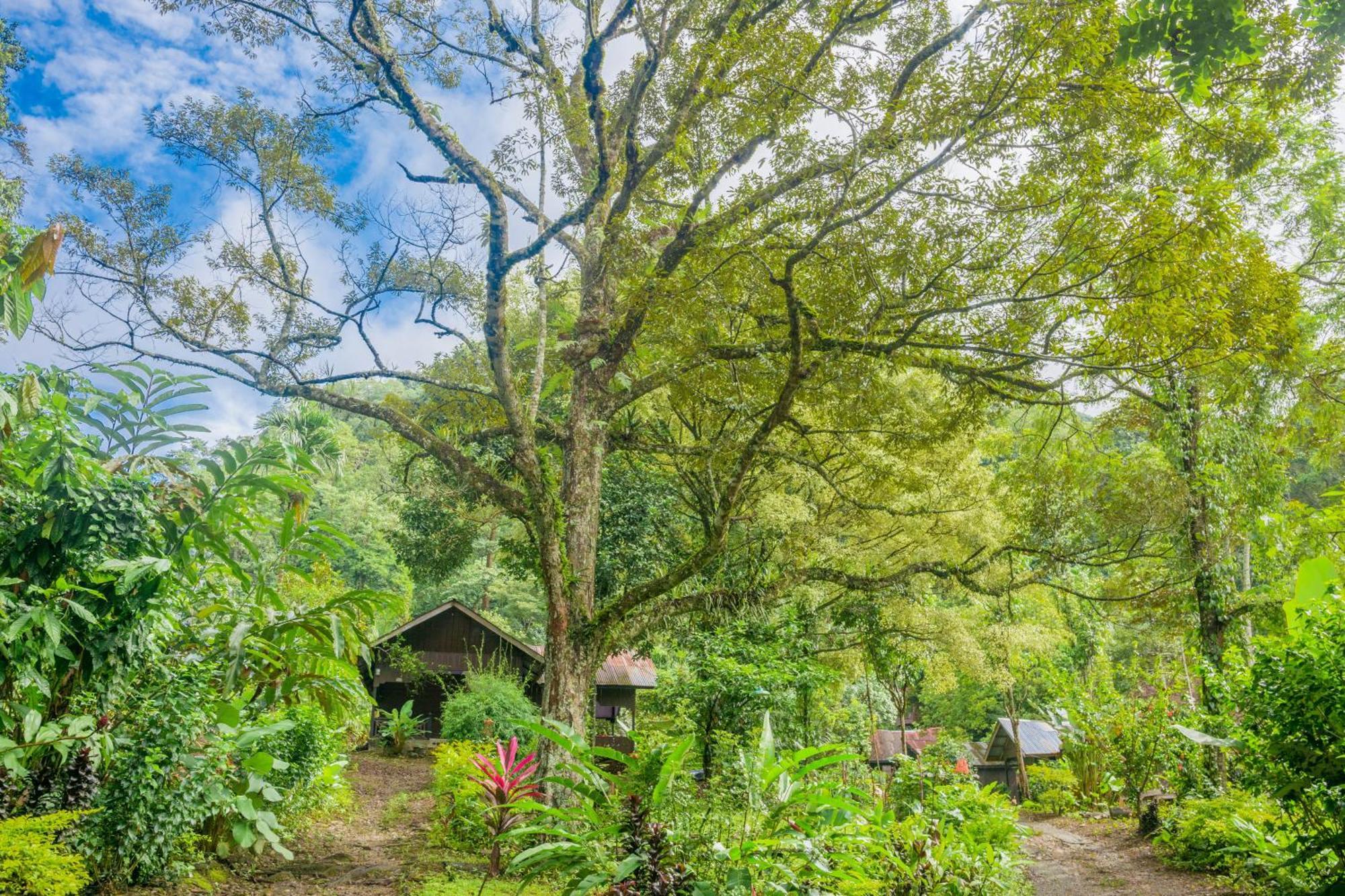 Pak Mus Guest House Ketambe - 0813-7072-1793 Kutacane Exterior photo